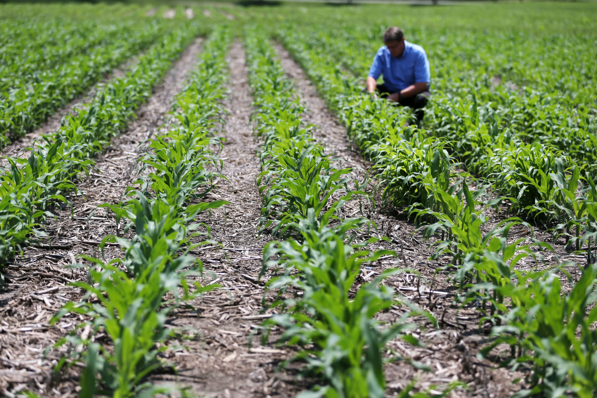 AL ADEKHAR AGRICULTURE​